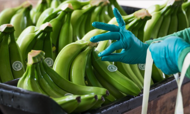 Bananeros baten record en 2025