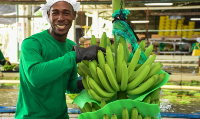 La adecuada labor de los bananeros nos llevo a lograr record en exportaciones